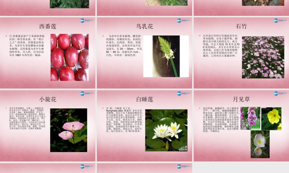 六年级科学上册 第4单元 15 昼夜与生物课件4 青岛版