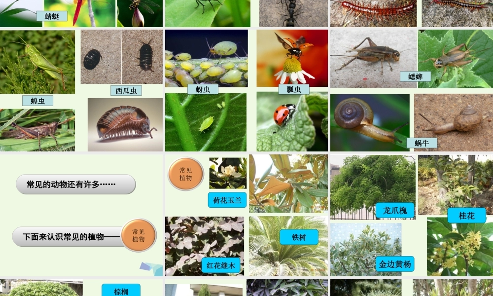 六年级科学上册 4.1 校园生物大搜索课件3 教科版-教科版小学六年级上册自然科学课件