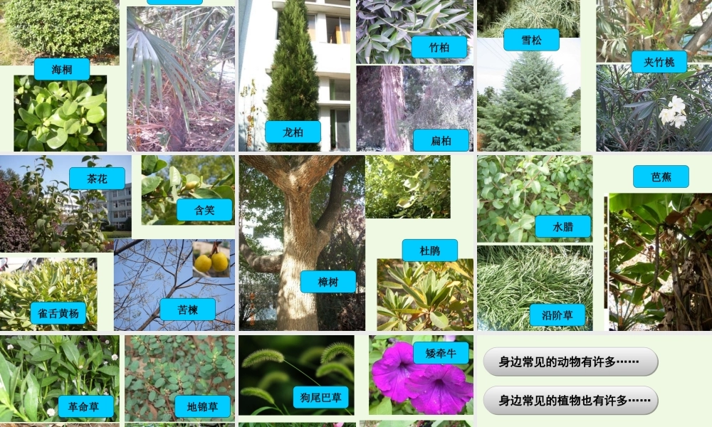 六年级科学上册 4.1 校园生物大搜索课件3 教科版-教科版小学六年级上册自然科学课件