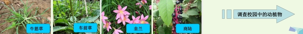 六年级科学上册 4.1 校园生物大搜索课件3 教科版-教科版小学六年级上册自然科学课件
