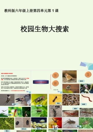 六年级科学上册 4.1 校园生物大搜索课件3 教科版-教科版小学六年级上册自然科学课件