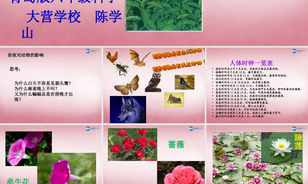 六年级科学上册 第4单元 15 昼夜与生物课件6 青岛版