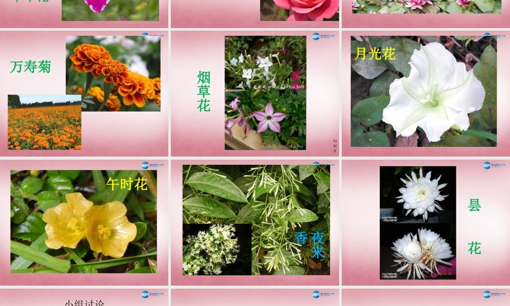 六年级科学上册 第4单元 15 昼夜与生物课件6 青岛版