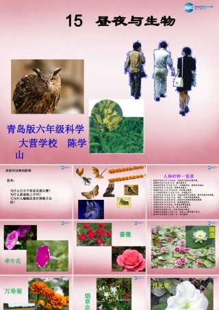 六年级科学上册 第4单元 15 昼夜与生物课件6 青岛版