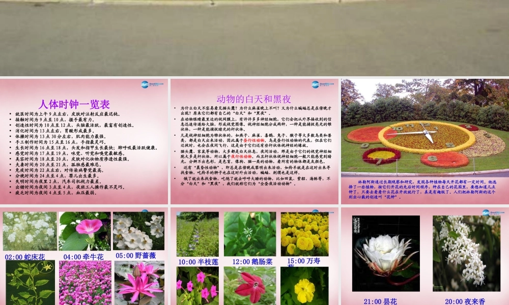 六年级科学上册 第4单元 15 昼夜与生物课件7 青岛版