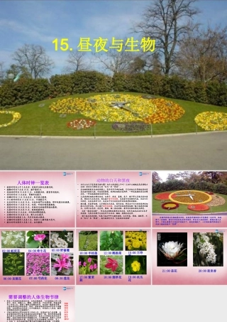 六年级科学上册 第4单元 15 昼夜与生物课件7 青岛版