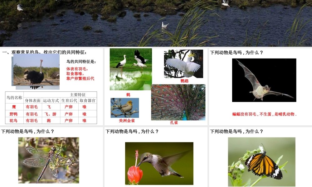 六年级科学上册 鸟类动物的特征课件 冀教版