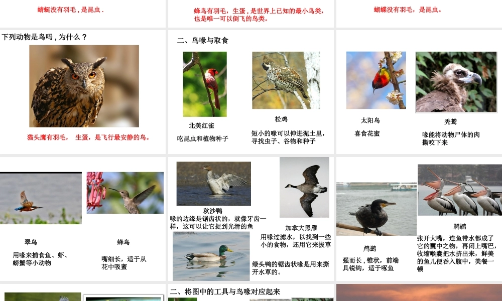 六年级科学上册 鸟类动物的特征课件 冀教版