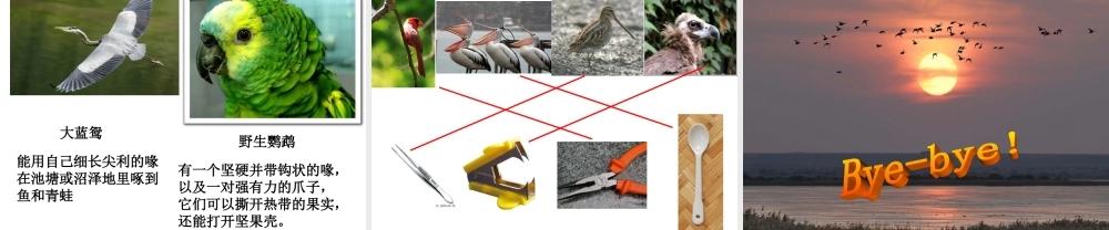 六年级科学上册 鸟类动物的特征课件 冀教版