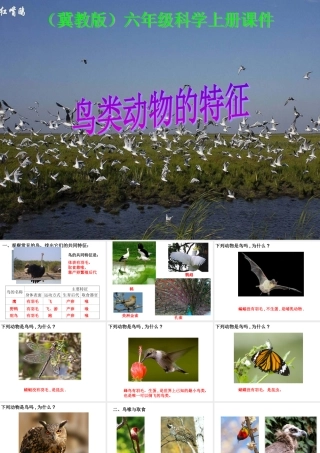 六年级科学上册 鸟类动物的特征课件 冀教版