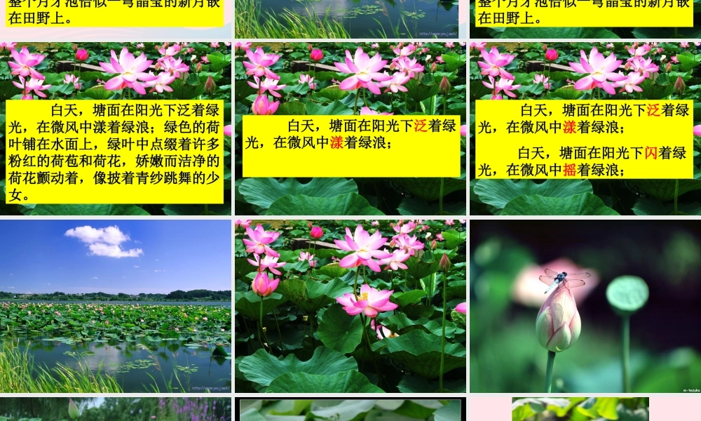 六年级语文上册 5.3 荷塘旧事课件2 北师大版-北师大版小学六年级上册语文课件