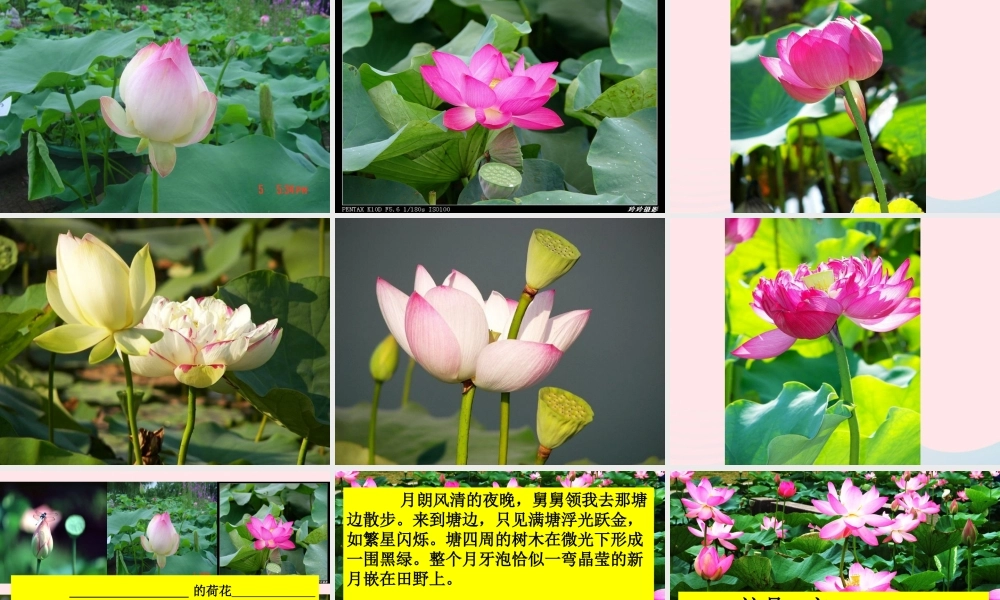 六年级语文上册 5.3 荷塘旧事课件2 北师大版-北师大版小学六年级上册语文课件