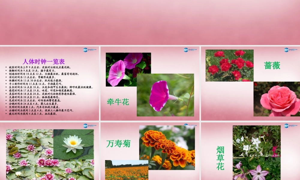 六年级科学上册 第4单元 16 昼夜与生物课件5 青岛版