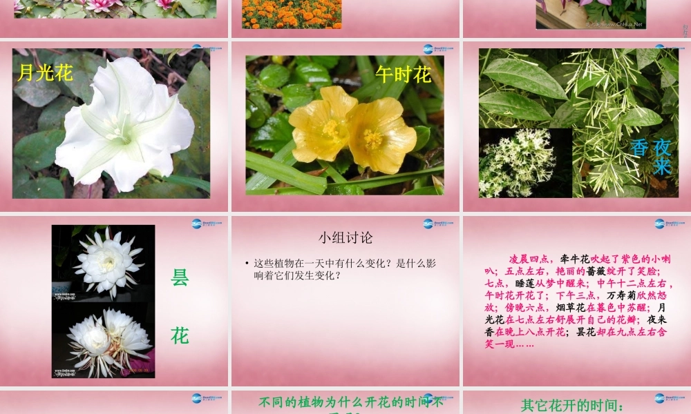 六年级科学上册 第4单元 16 昼夜与生物课件5 青岛版