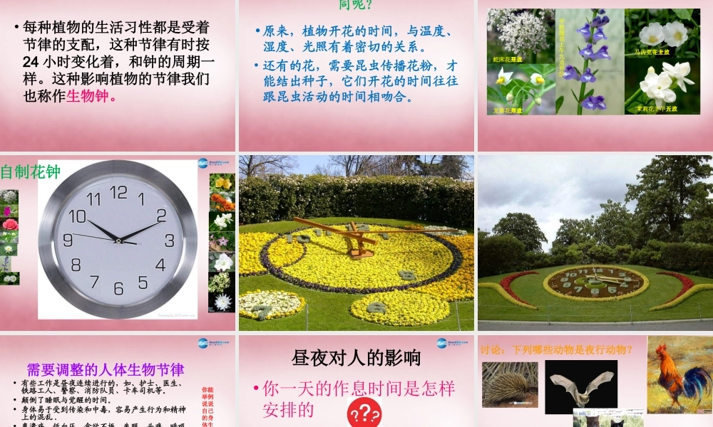 六年级科学上册 第4单元 16 昼夜与生物课件5 青岛版