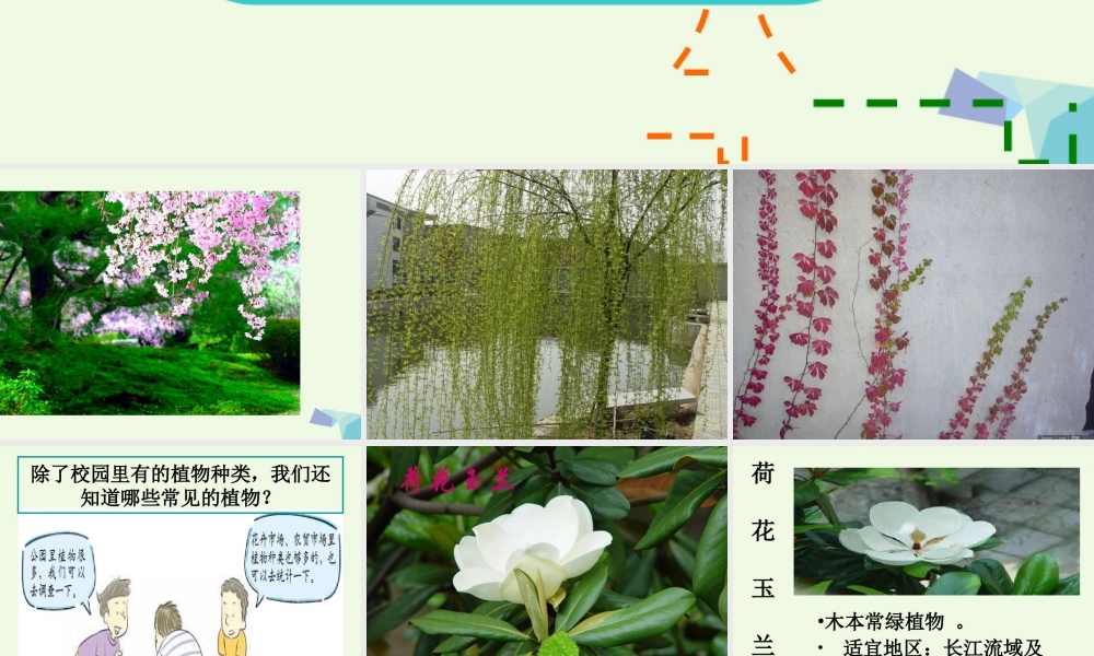 六年级科学上册 4.3 多种多样的植物课件1 教科版-教科版小学六年级上册自然科学课件