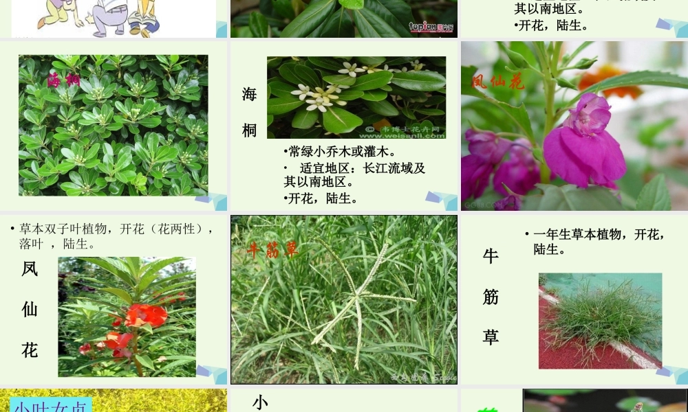 六年级科学上册 4.3 多种多样的植物课件1 教科版-教科版小学六年级上册自然科学课件