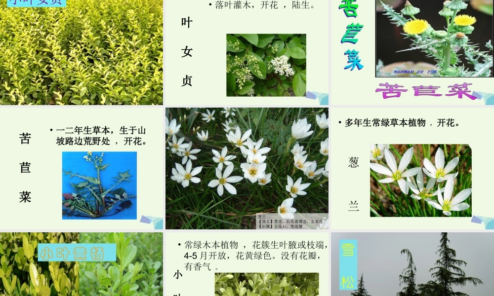 六年级科学上册 4.3 多种多样的植物课件1 教科版-教科版小学六年级上册自然科学课件