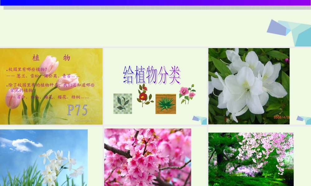 六年级科学上册 4.3 多种多样的植物课件2 教科版-教科版小学六年级上册自然科学课件
