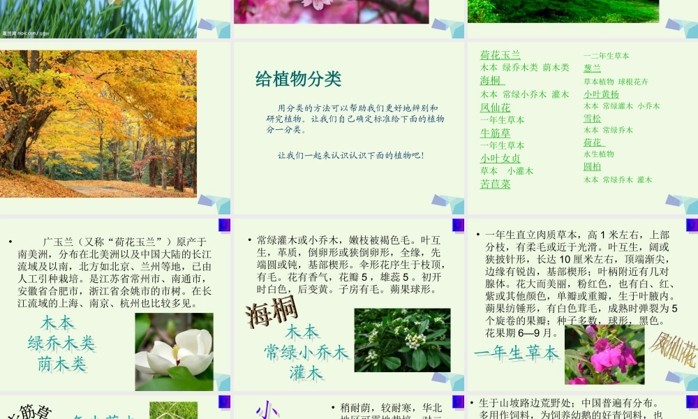 六年级科学上册 4.3 多种多样的植物课件2 教科版-教科版小学六年级上册自然科学课件