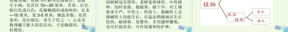 六年级科学上册 4.3 多种多样的植物课件2 教科版-教科版小学六年级上册自然科学课件