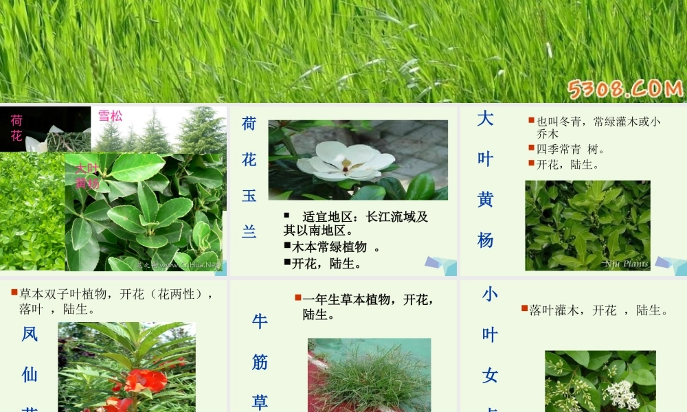 六年级科学上册 4.3 多种多样的植物课件3 教科版-教科版小学六年级上册自然科学课件