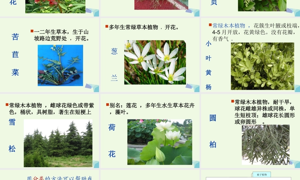 六年级科学上册 4.3 多种多样的植物课件3 教科版-教科版小学六年级上册自然科学课件