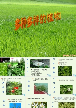 六年级科学上册 4.3 多种多样的植物课件3 教科版-教科版小学六年级上册自然科学课件