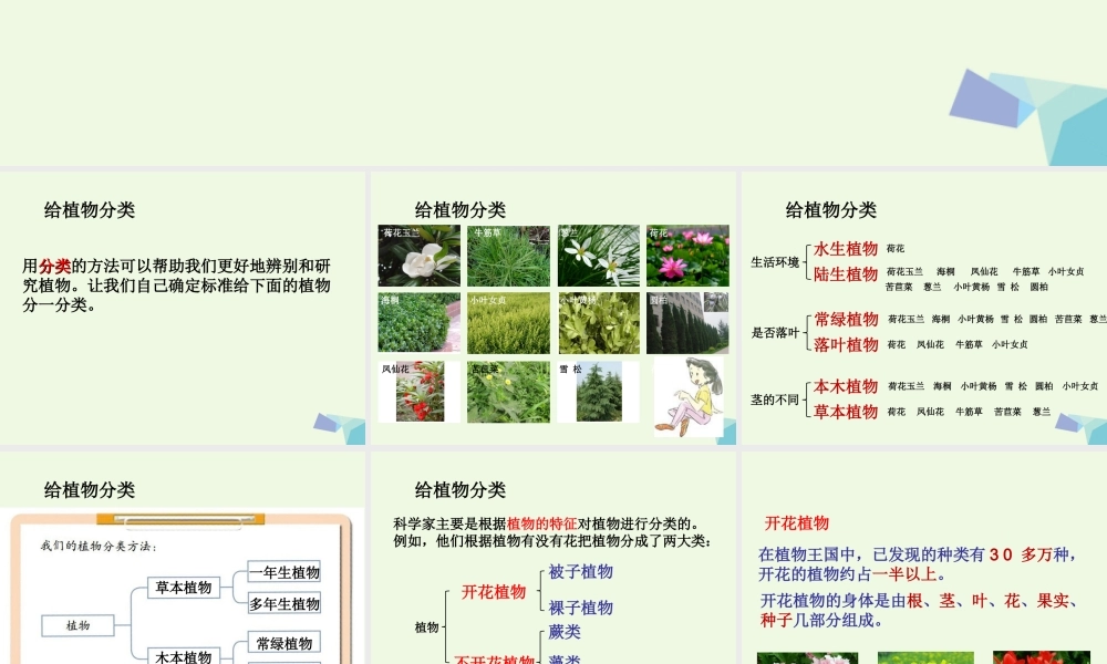 六年级科学上册 4.3 多种多样的植物课件4 教科版-教科版小学六年级上册自然科学课件