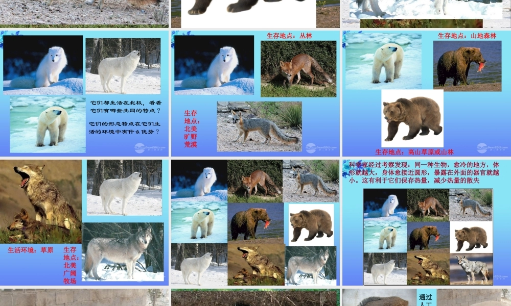 六年级科学上册 谁选择了它们 1课件 教科版