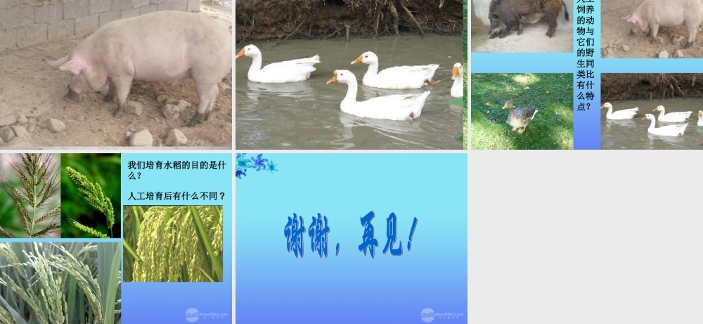 六年级科学上册 谁选择了它们 1课件 教科版