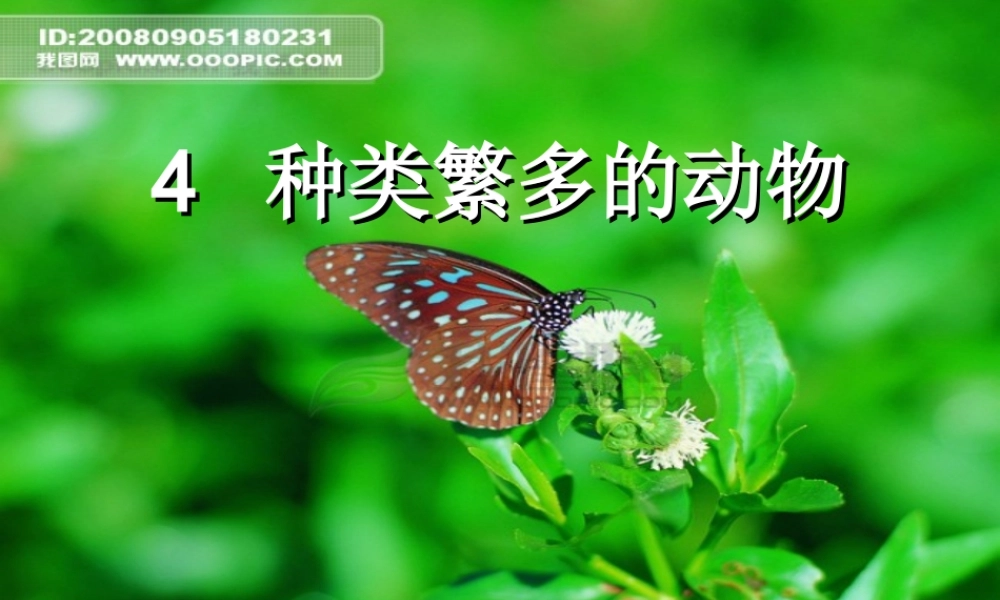 六年级科学上册 4.4 种类繁多的动物课件 教科版-教科版小学六年级上册自然科学课件