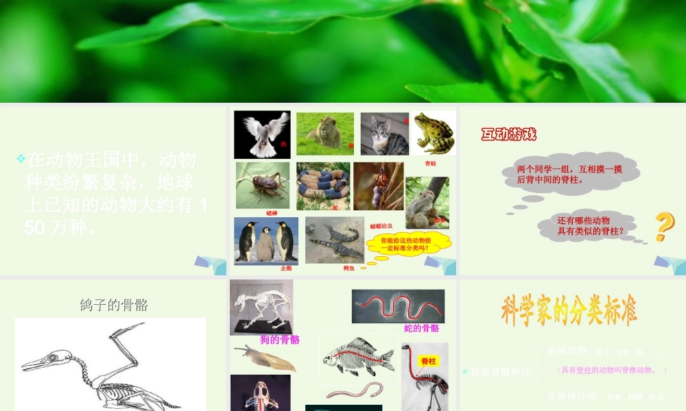 六年级科学上册 4.4 种类繁多的动物课件 教科版-教科版小学六年级上册自然科学课件