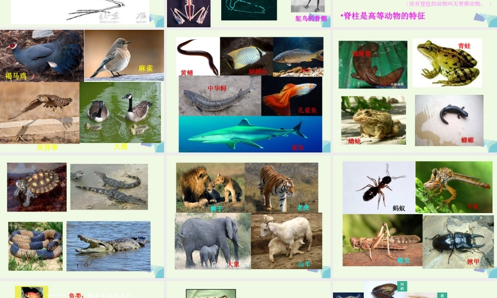 六年级科学上册 4.4 种类繁多的动物课件 教科版-教科版小学六年级上册自然科学课件