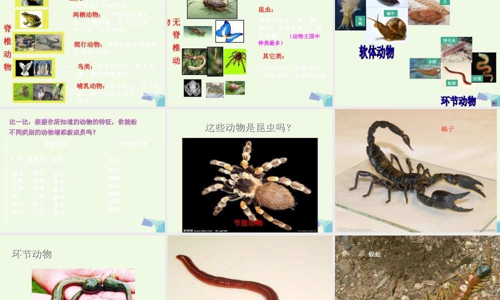 六年级科学上册 4.4 种类繁多的动物课件 教科版-教科版小学六年级上册自然科学课件