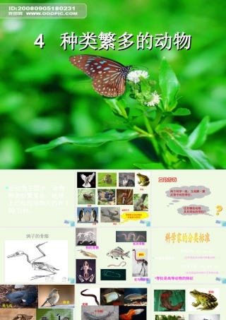 六年级科学上册 4.4 种类繁多的动物课件 教科版-教科版小学六年级上册自然科学课件