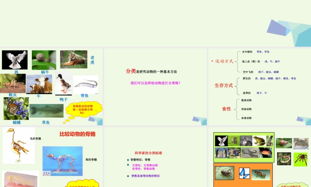 六年级科学上册 4.4 种类繁多的动物课件1 教科版-教科版小学六年级上册自然科学课件