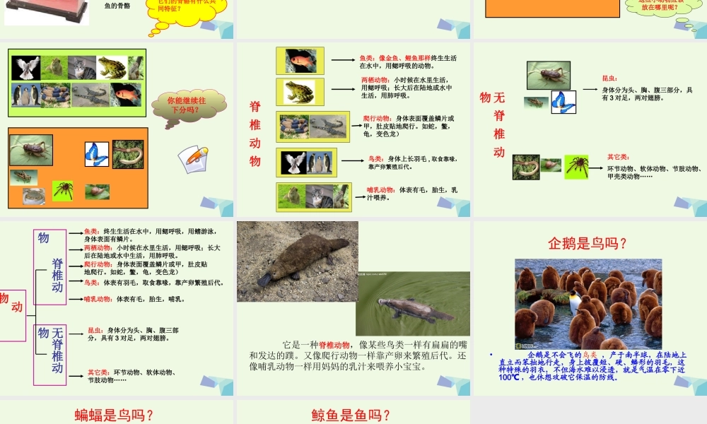 六年级科学上册 4.4 种类繁多的动物课件1 教科版-教科版小学六年级上册自然科学课件