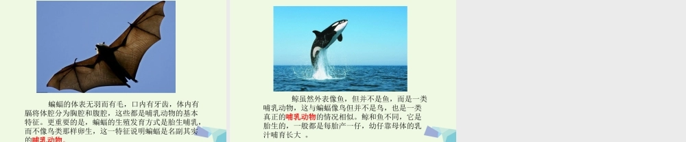 六年级科学上册 4.4 种类繁多的动物课件1 教科版-教科版小学六年级上册自然科学课件