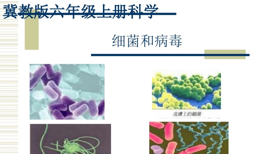 六年级科学上册 细菌和病毒课件 冀教版