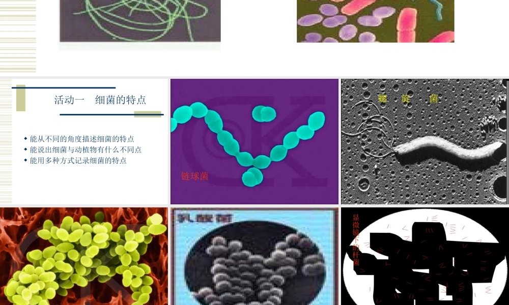 六年级科学上册 细菌和病毒课件 冀教版