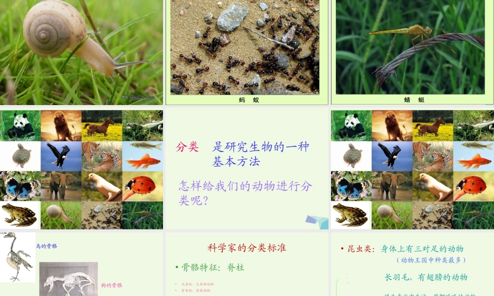 六年级科学上册 4.4 种类繁多的动物课件2 教科版-教科版小学六年级上册自然科学课件