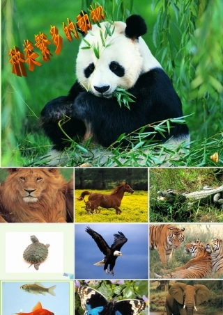 六年级科学上册 4.4 种类繁多的动物课件2 教科版-教科版小学六年级上册自然科学课件