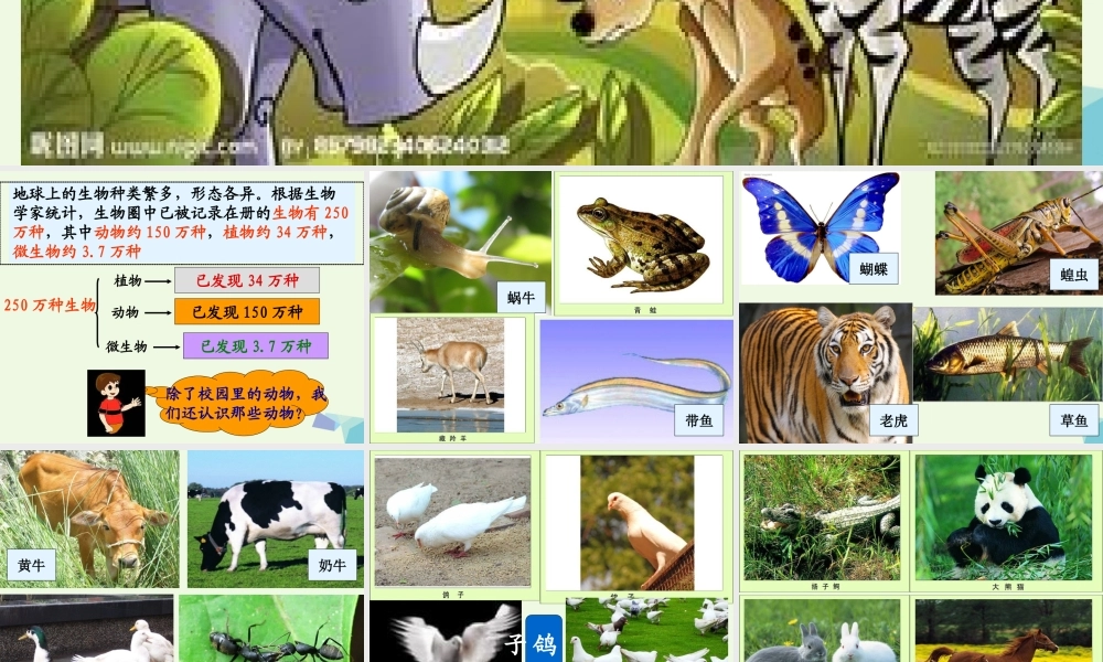 六年级科学上册 4.4 种类繁多的动物课件3 教科版-教科版小学六年级上册自然科学课件