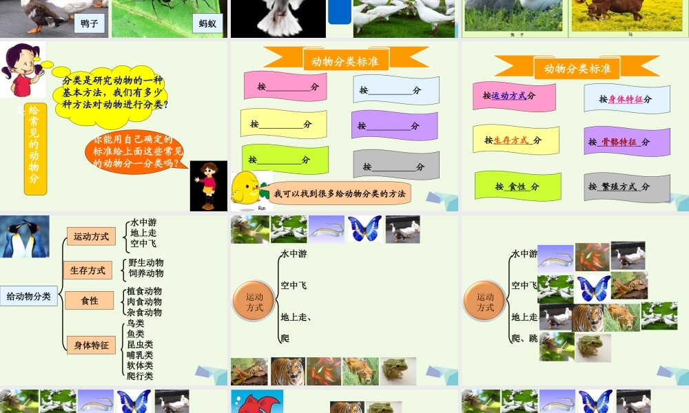 六年级科学上册 4.4 种类繁多的动物课件3 教科版-教科版小学六年级上册自然科学课件