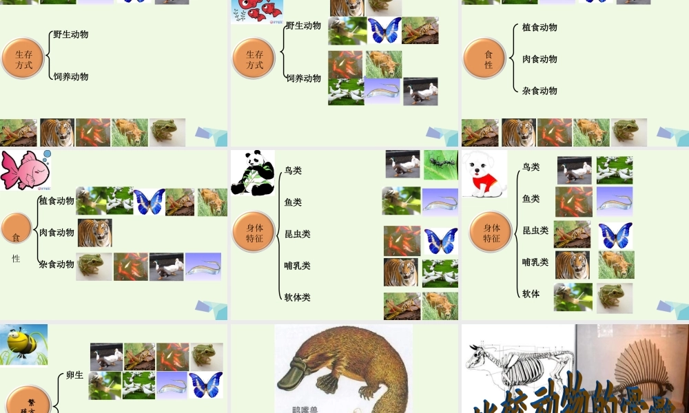 六年级科学上册 4.4 种类繁多的动物课件3 教科版-教科版小学六年级上册自然科学课件