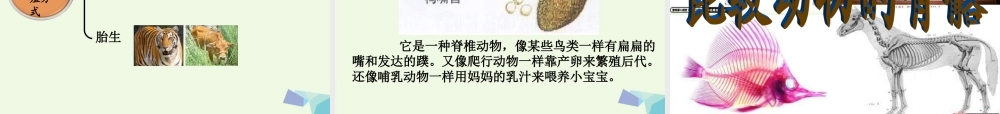 六年级科学上册 4.4 种类繁多的动物课件3 教科版-教科版小学六年级上册自然科学课件