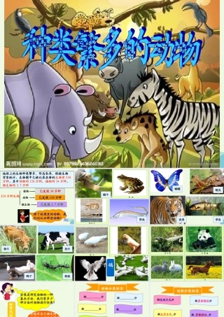 六年级科学上册 4.4 种类繁多的动物课件3 教科版-教科版小学六年级上册自然科学课件