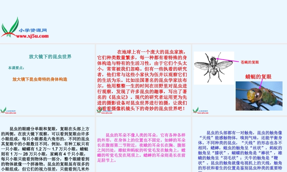 六年级科学下册 2.放大镜下的昆虫世界课件 教科版