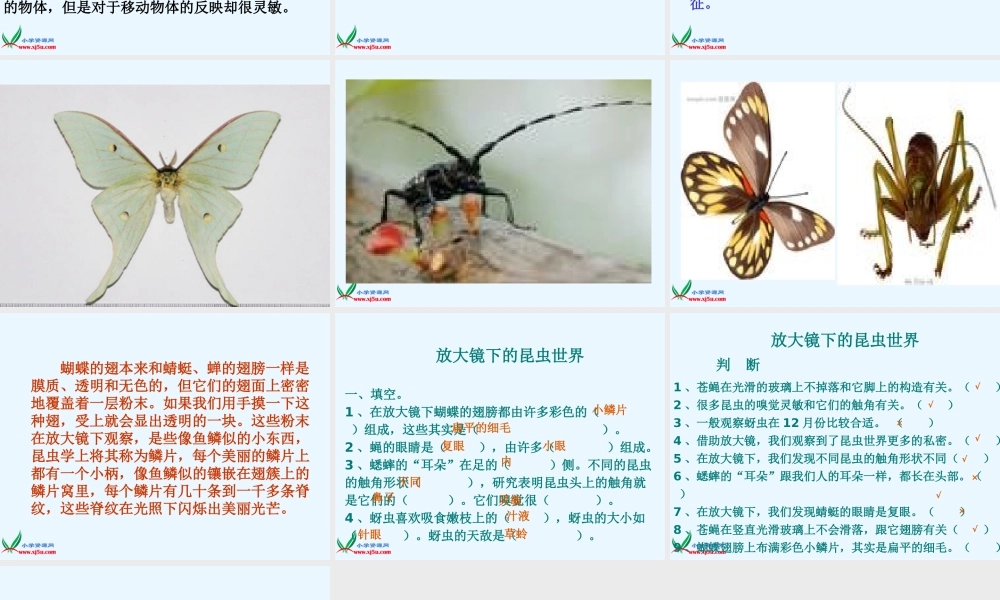 六年级科学下册 2.放大镜下的昆虫世界课件 教科版